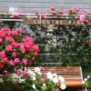 Thumbnail of new posts 184